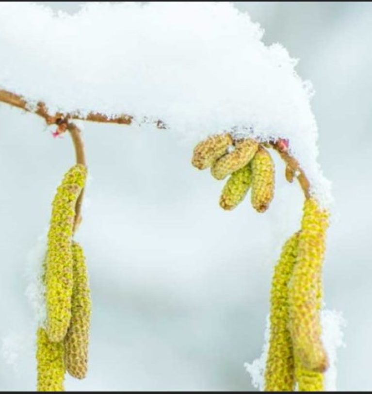 2026 OCAK FINDIK PİYASA RAPORU